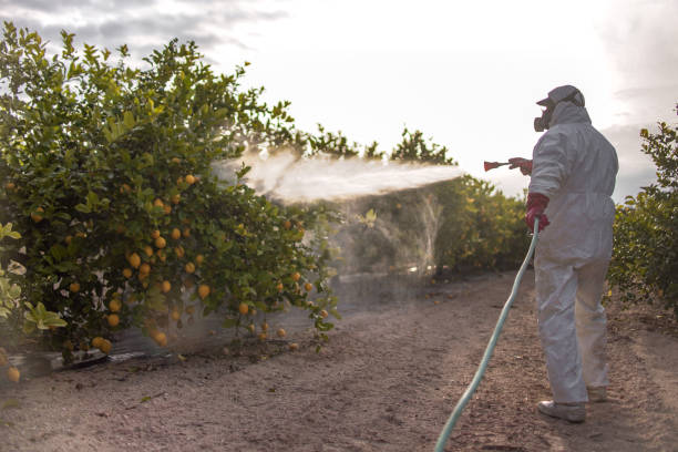 Best Termite Control Services  in Head Of The Harbor, NY