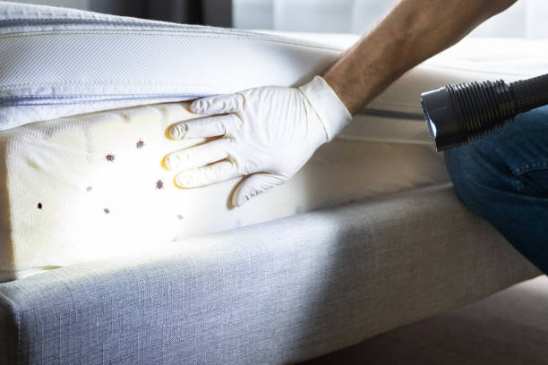 Best Mosquito Control Services  in Head Of The Harbor, NY